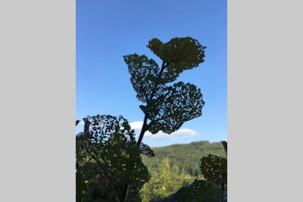 Gite Authentic Ardenne Vresse-sur-Semois Ngoại thất bức ảnh